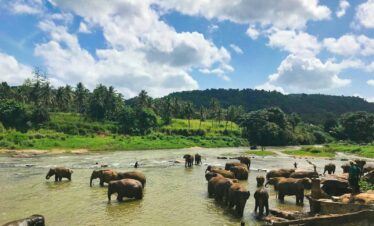 brown elephants on body of water under blue cloudy sky during daytime