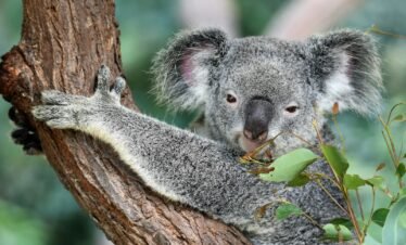 koala on tree
