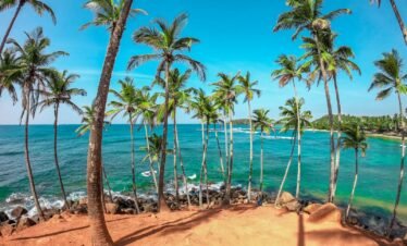 palm trees on beach shore during daytime