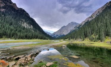 green forest trees near lake during cloudy day
