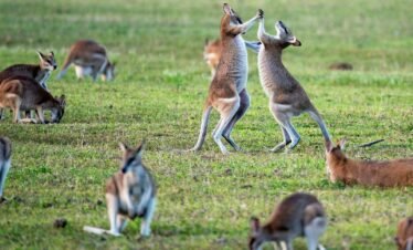 kangaroos on grass field